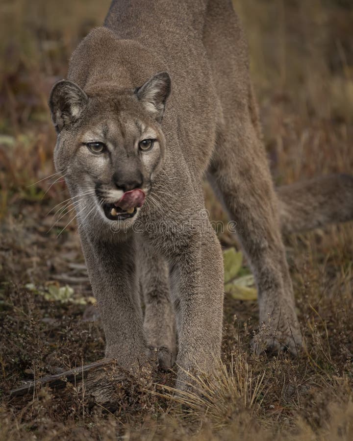 Mountain Lion Adult in Fall Colors in Montana USA Stock Image - Image