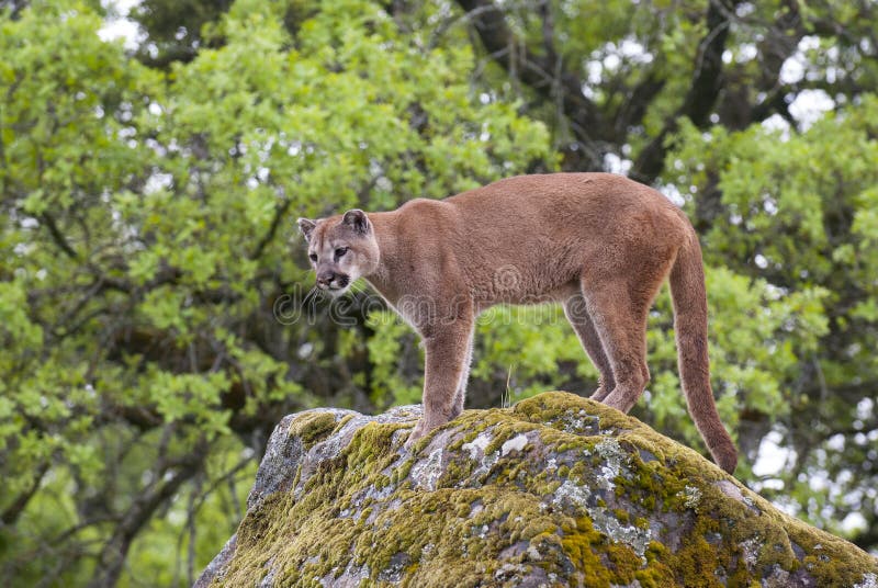 Mountain lion on lichen covered rocks with green trees