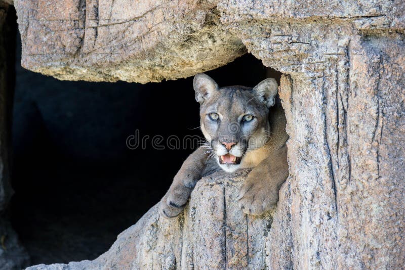 Mountain lion royalty free stock photography Mountain lion royalty free stock photography