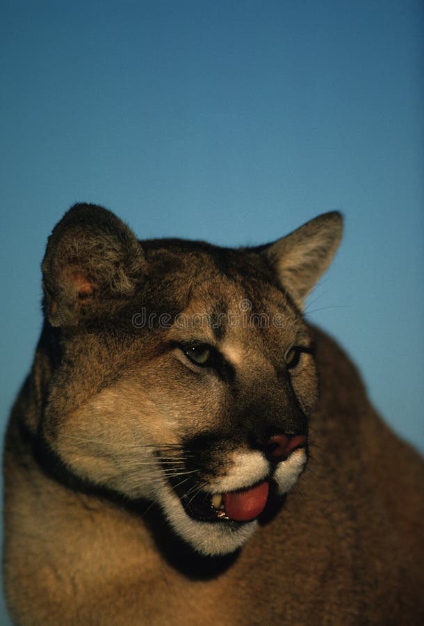 Mountain Lion Portrait