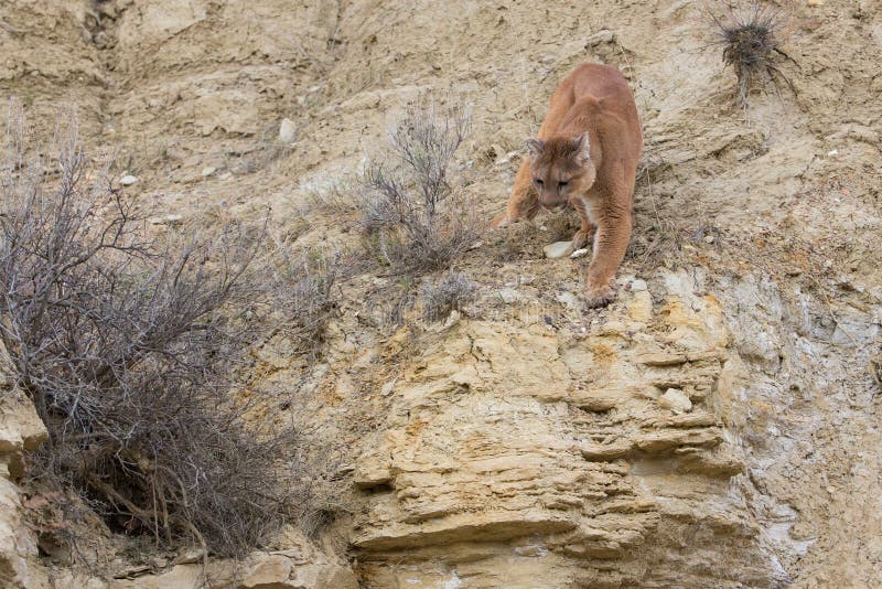 Mountain lion preparing to leap on prey