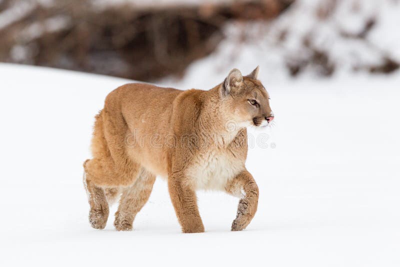Mountain lion in snow stock photo. Image of prowling 84998520