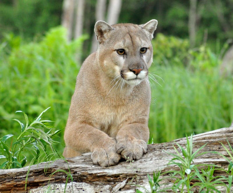 Mountain Lion stares at attention. stock photos