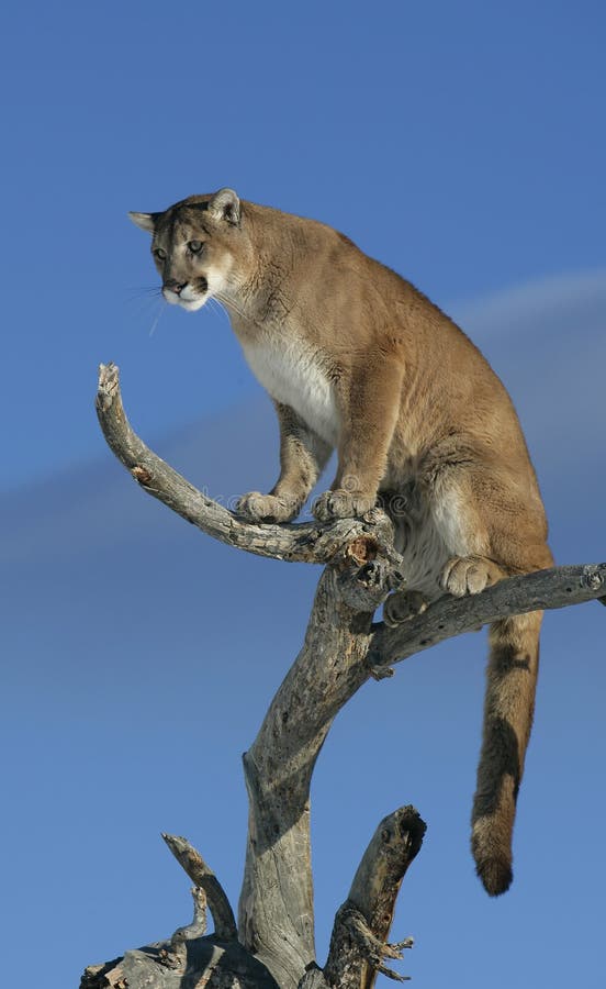 Mountain Lion in a tree stock image. Image of climb, mountain 28603849