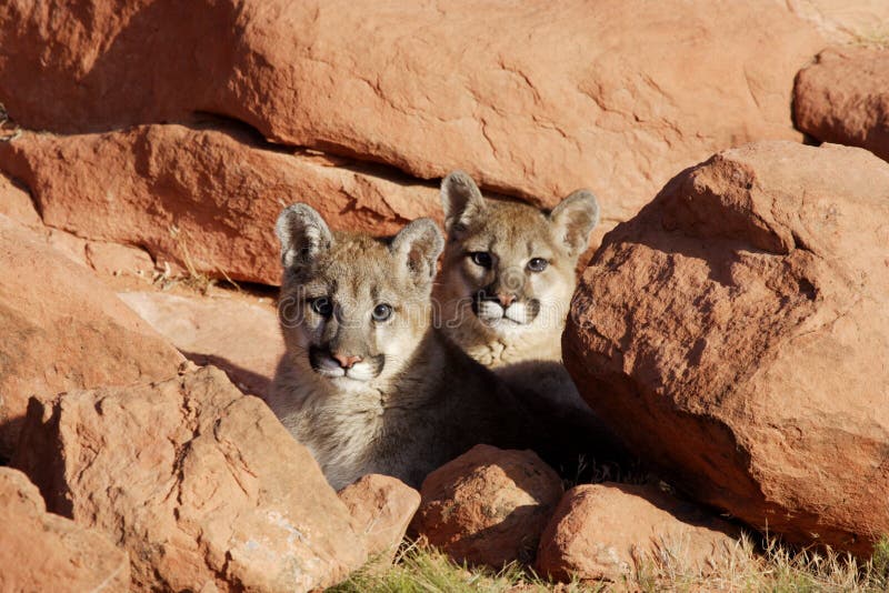 Mountain Lion Twins