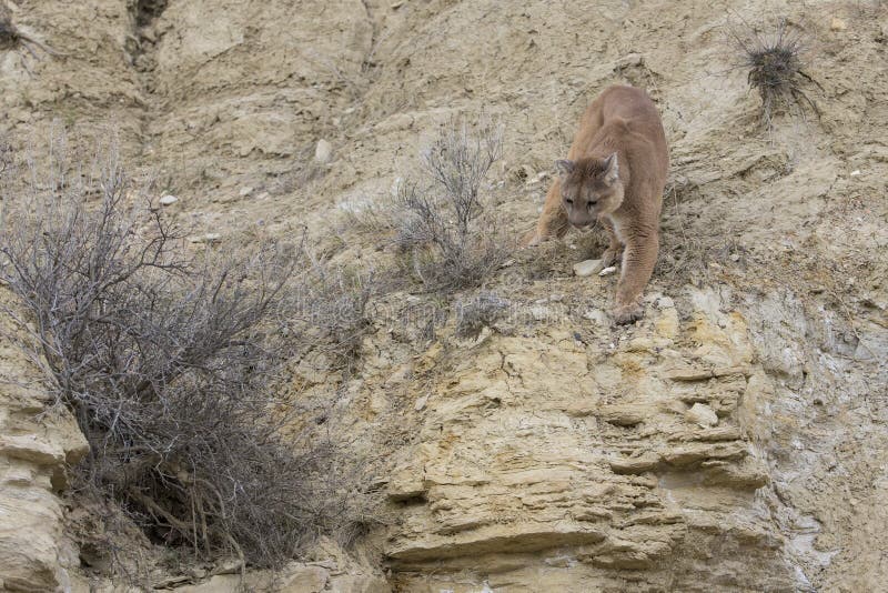 Mountain lion walking on ledge stock photography Mountain lion walking on ledge stock photography