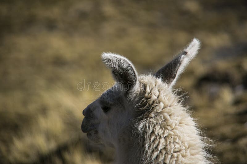 Mountain Llama in Cordillera Real, Andes, Bolivia Stock Image - Image ...