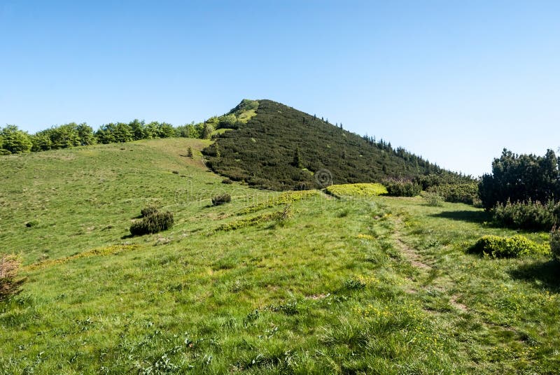 Mountain meadow with hill covered by pinus mugo above and clear sky in Carpathians