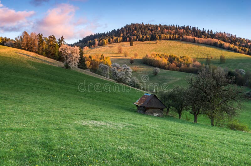 Mountain meadow