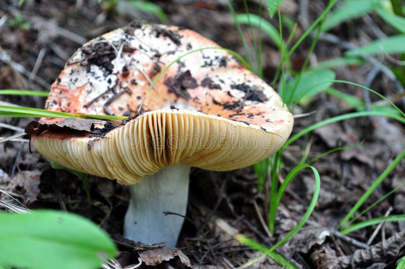 Mountain Mushroom stock image. Image of grow, growth 48640583