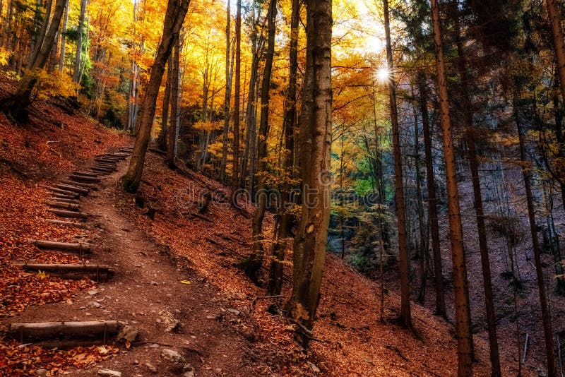 Horská cesta v jesennom lese so žltými listami na stromoch. Cutkovska dolina, Slovensko