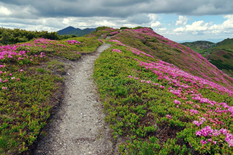 Flowers. Spring landscape. Mountain path through the rhododendrons - Rodnei Mountains, landmark attraction in Romania