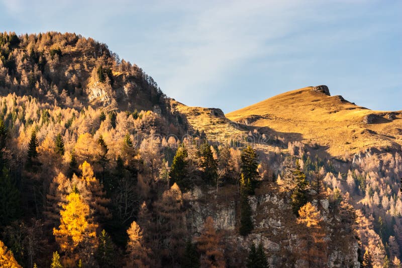 Mountain peaks in a warm bright sunlight. Fir trees downwards stock photo