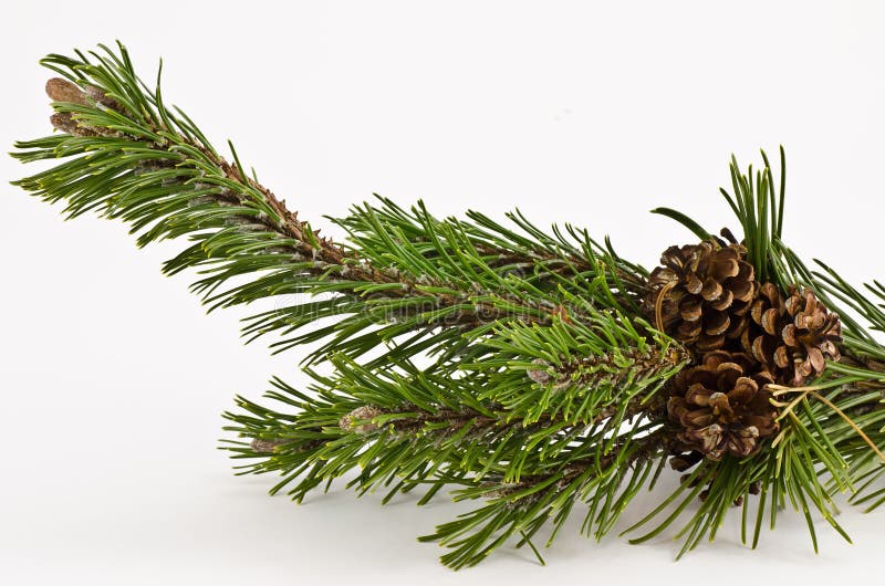Mountain pine branch stock images Mountain pine branch stock images