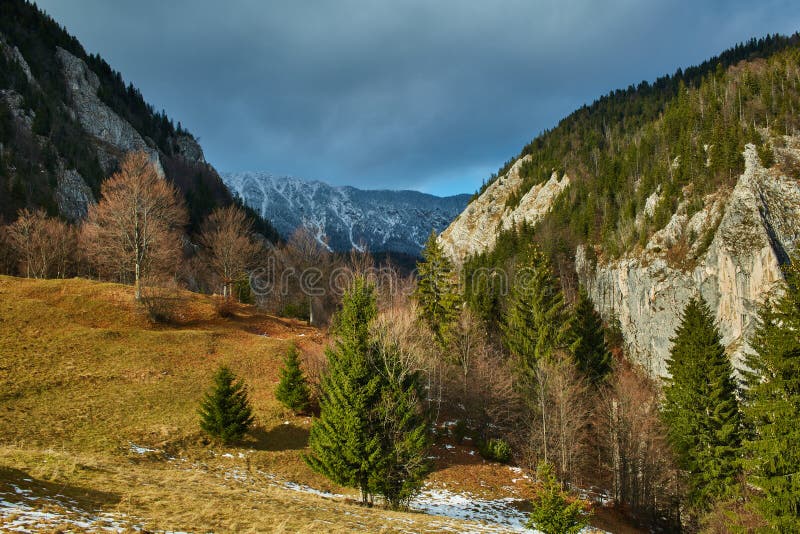 Mountain pine forests stock image. Image of destinations 63776003