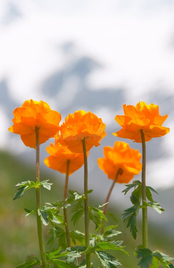 Mountain poppy