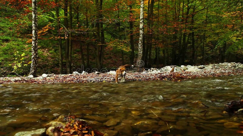 Mountain river in the autumn with Hunter beagle dog HD footage