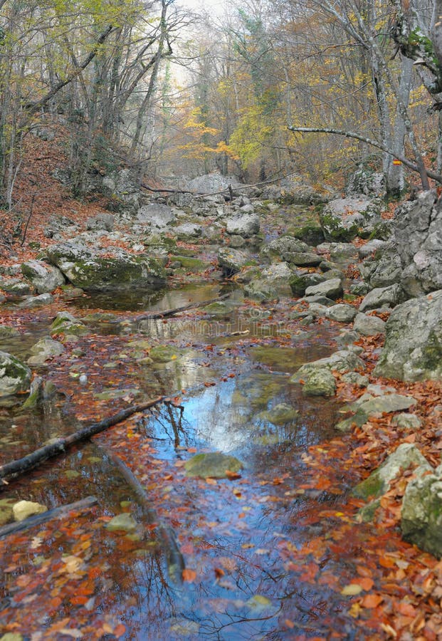 The mountain river in beechen autumn wood