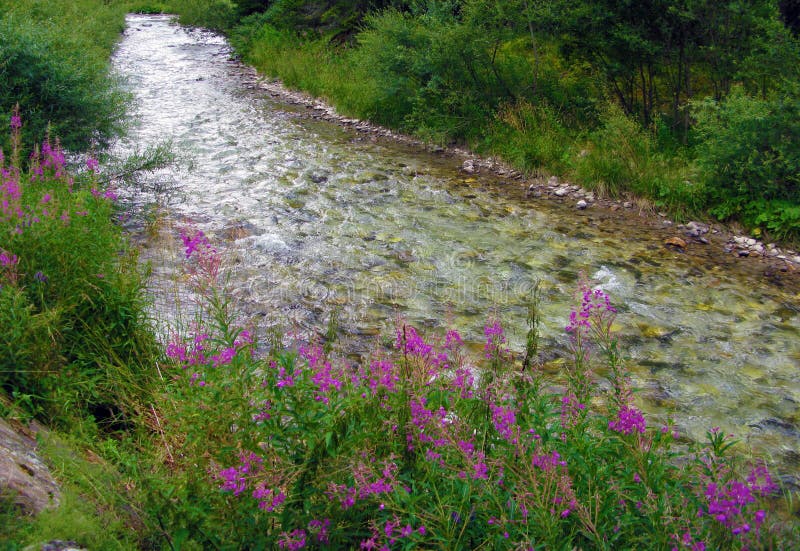 Mountain River with Flowers Stock Photo Image of fresh, alpine 37069528