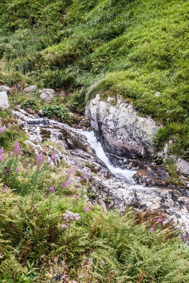 Mountain river with grass, flowers and rocks around