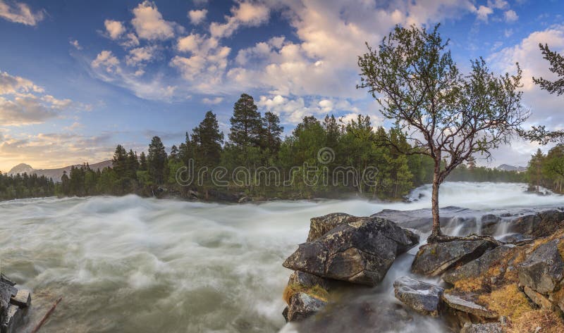 The mountain river in Norway with forest