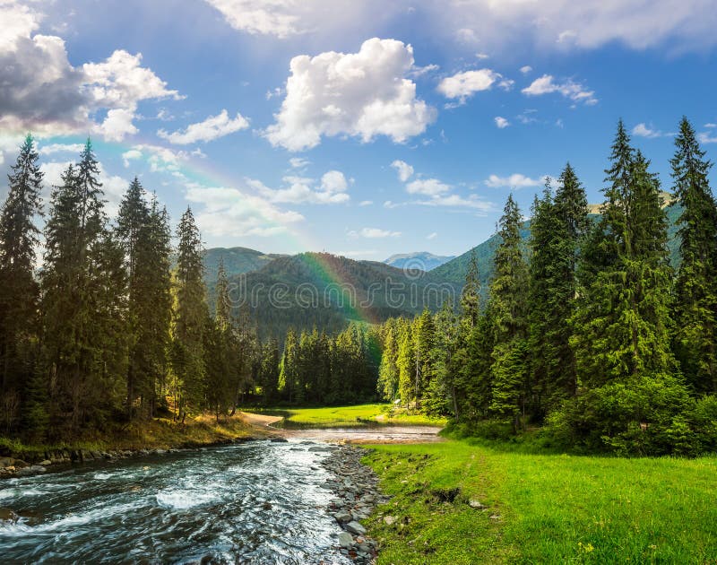 Mountain River In Pine Forest With Rainbow Stock Photo Image 48237475