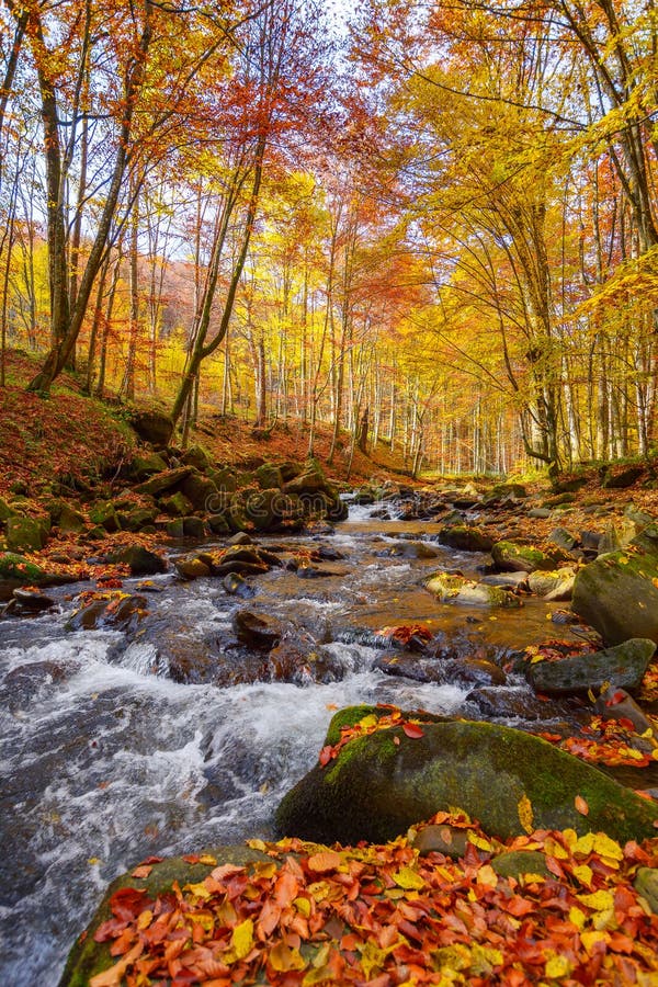 Mountain river runs through natural park