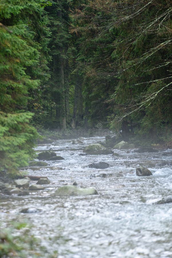 Mountain river in summer