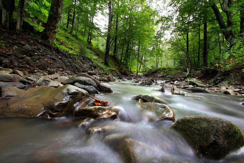 Mountain River in the wood