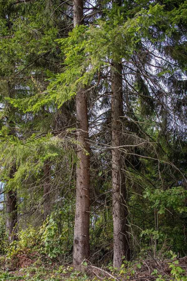 Mountain Road Near Pine Trees in a Forest Stock Photo Image of