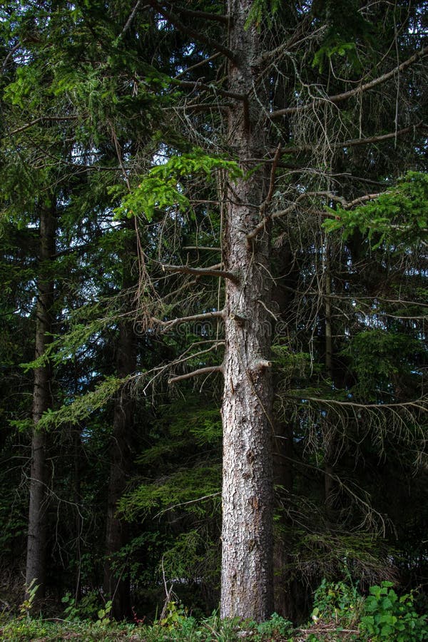 Mountain Road Near Pine Trees in a Forest Stock Photo Image of