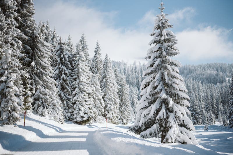 A mountain road and snow-covered pines