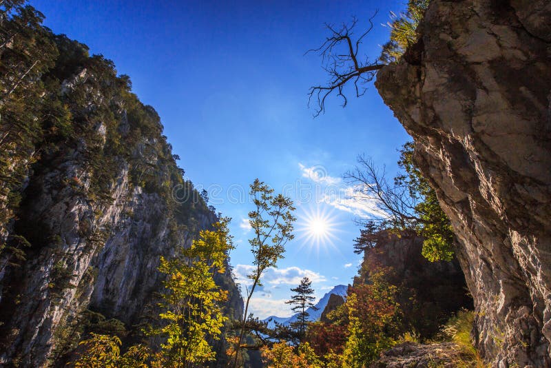 Mountain scenery with black pine trees