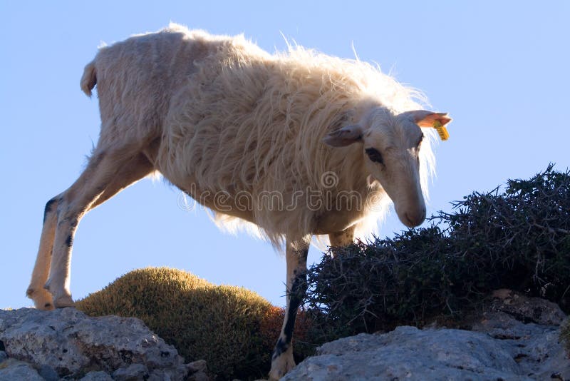 Mountain sheep crete 1