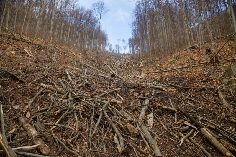 Mountain slope after cable way hauling, Slovakia