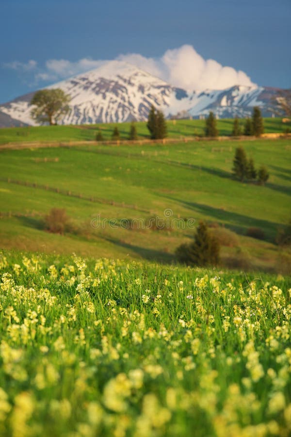 Mountain Snow Peak and Flowers Valley Stock Image Image of hill