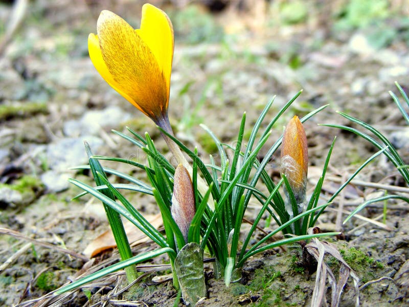 Mountain snowdrop