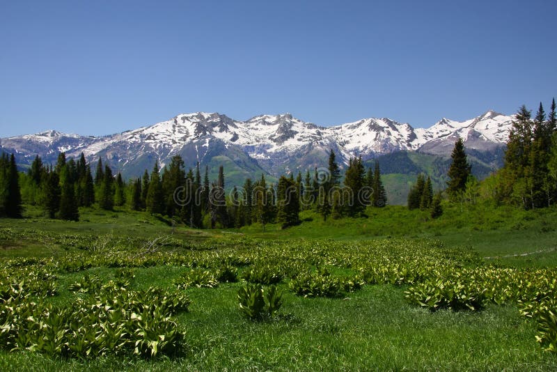 Mountain Spring