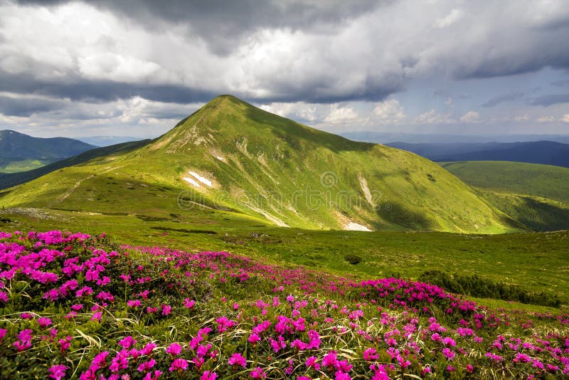 Mountain spring panorama with blooming rhododendron rue flowers and patches of snow under blue cloudy sky stock photography Mountain spring panorama with blooming rhododendron rue flowers and patches of snow under blue cloudy sky stock photography