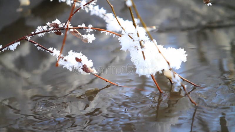 Mountain stream and branch with hoarfrost.
