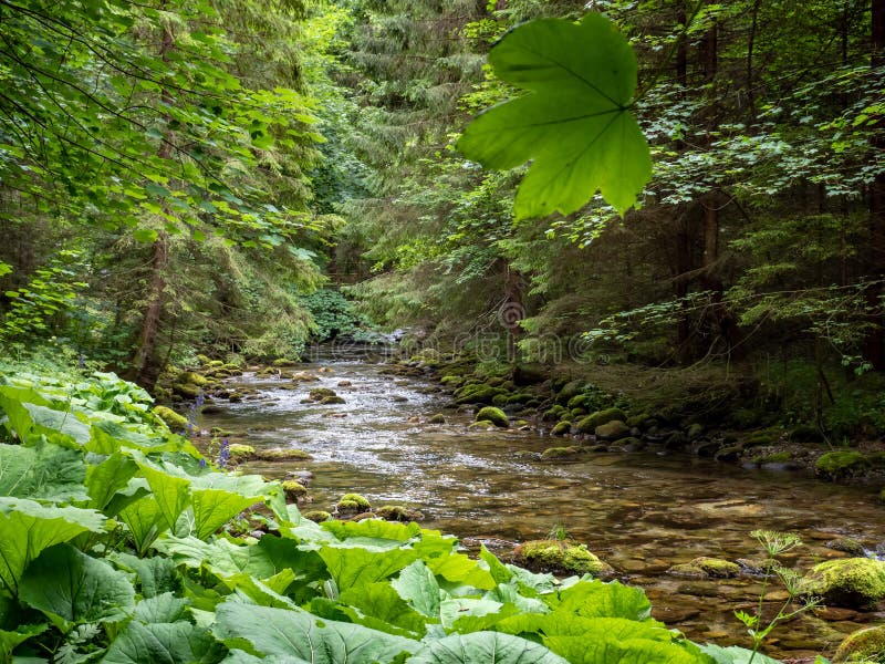 Horský potok tečie v slovenskom lese
