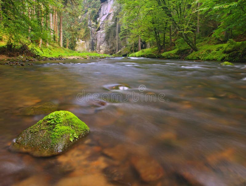 Mountain Stream In Fresh Green Leaves Forest After Rainy Day First