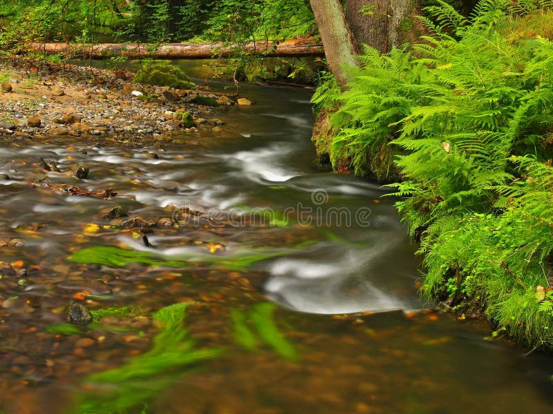 Mountain stream in fresh green leaves forest after rainy day. First autumn colors in evening sun rays.The end of summer at river