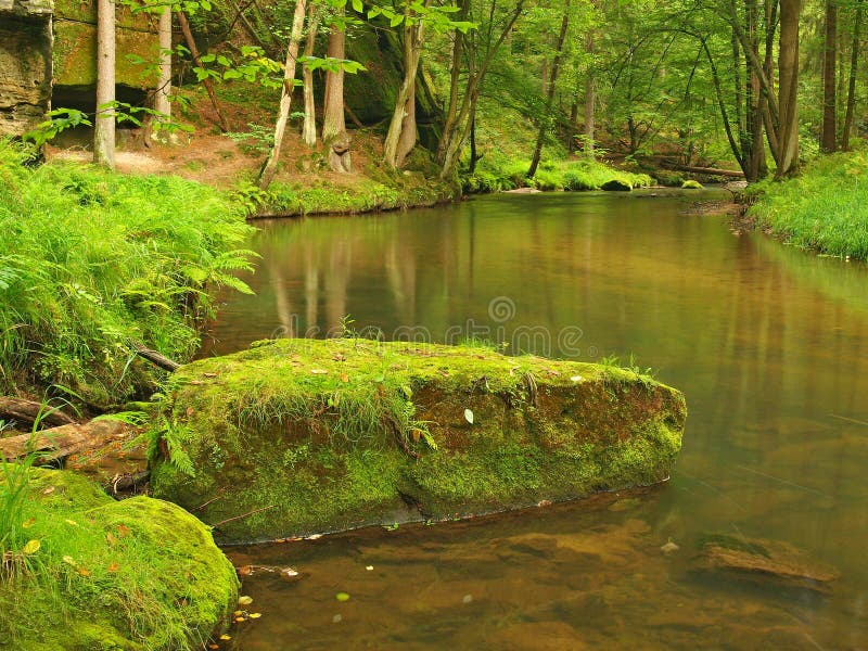 Mountain stream in fresh green leaves forest after rainy day. First autumn colors in evening sun rays.The end of summer at river