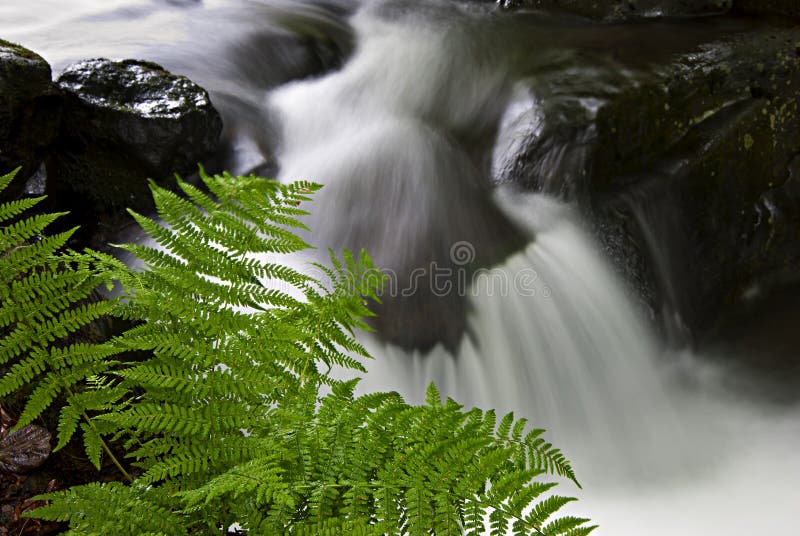 Mountain stream with rocks and ferns