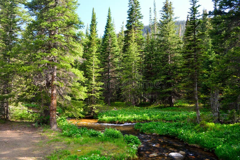 Mountain Stream Surrounded By Pine Trees in a Forest.