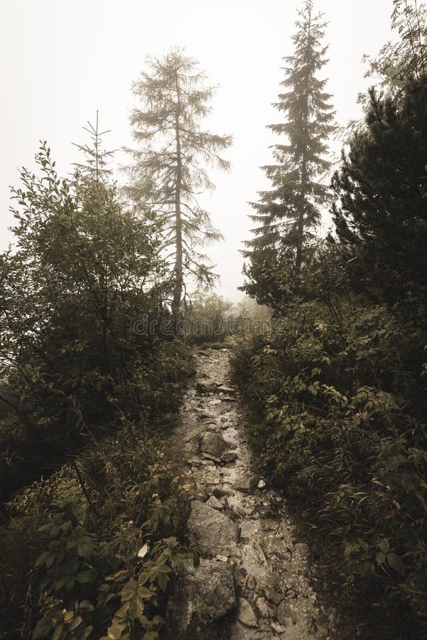 Mountain tourist trail in autumn covered in mist - soft vintage