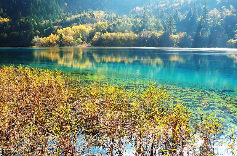 Mountain tree lake and grass in autumn jiuzhaigou
