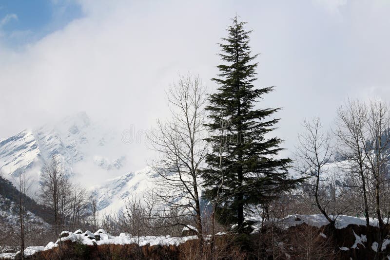 Mountain and tree of Manali Himachal Pradesh Town in India