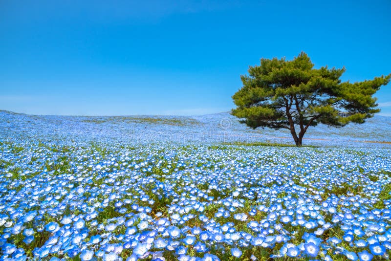 Nemophila (baby Blue Eyes Flowers) Flower Field, Blue Flower Carpet Stock  Photo - Image of wallpaper, background: 137034016